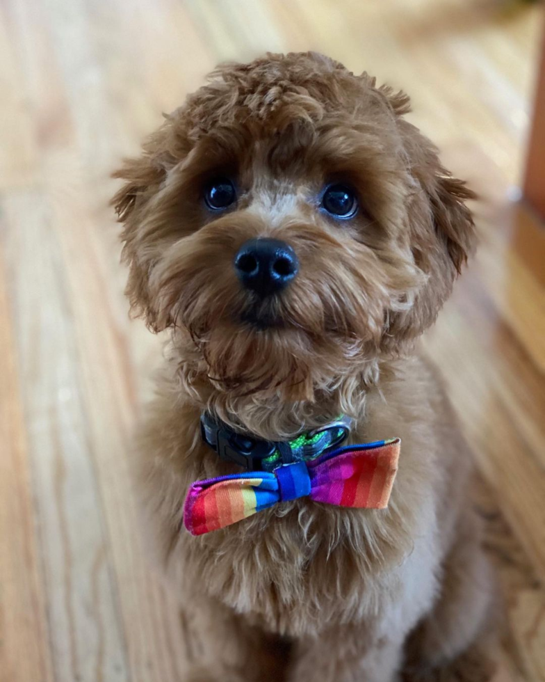 cockapoo dog wearing a multi-color bow tie - cockapoo grooming