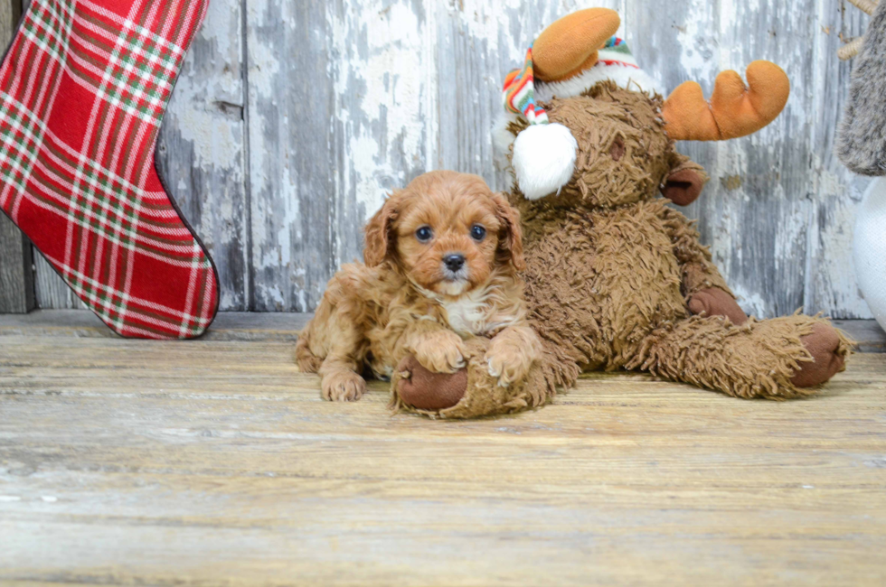 Premier Pups for sale in Ohio Buy or adopt a puppy breed on Premier Pup