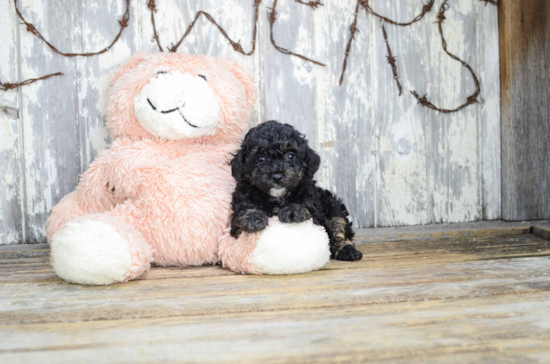 Yorkie Poo Pup Being Cute