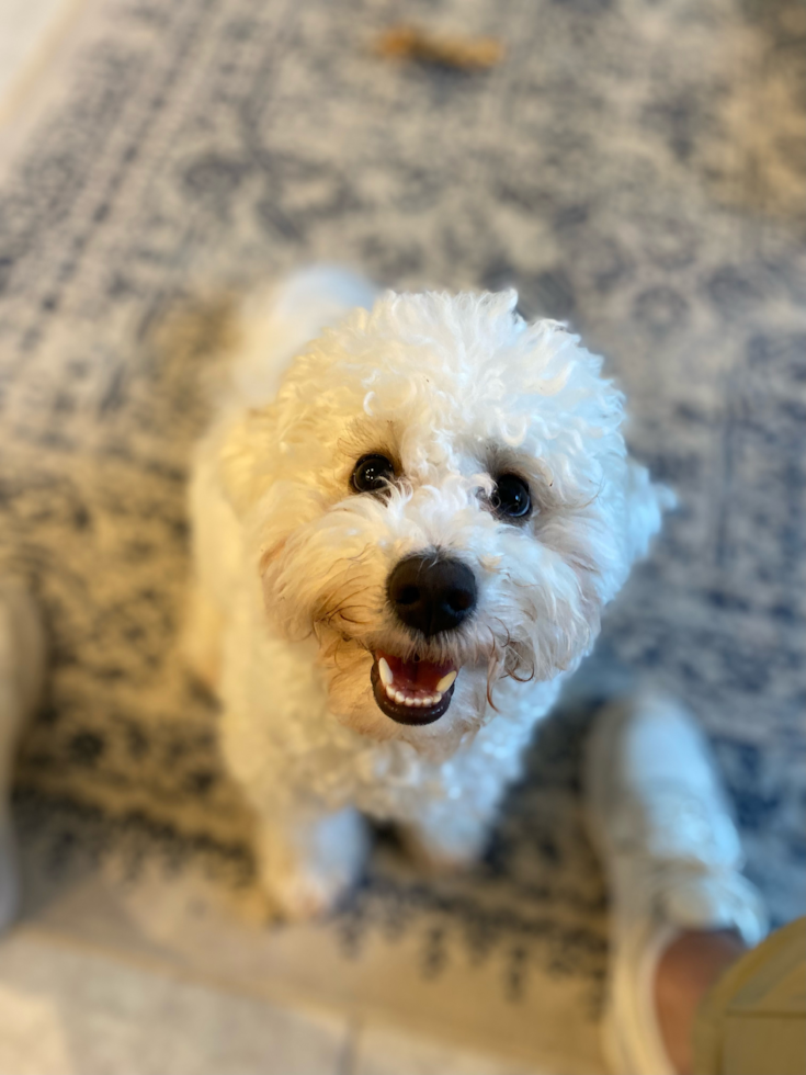 curly mini white goldendoodle sitting on the floor looking up at the camera. the white dog looks happy