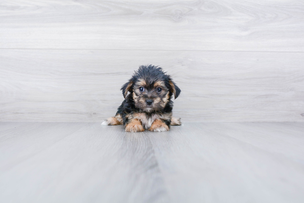 Meet Nikki - our Morkie Puppy Photo 3/3 - Premier Pups