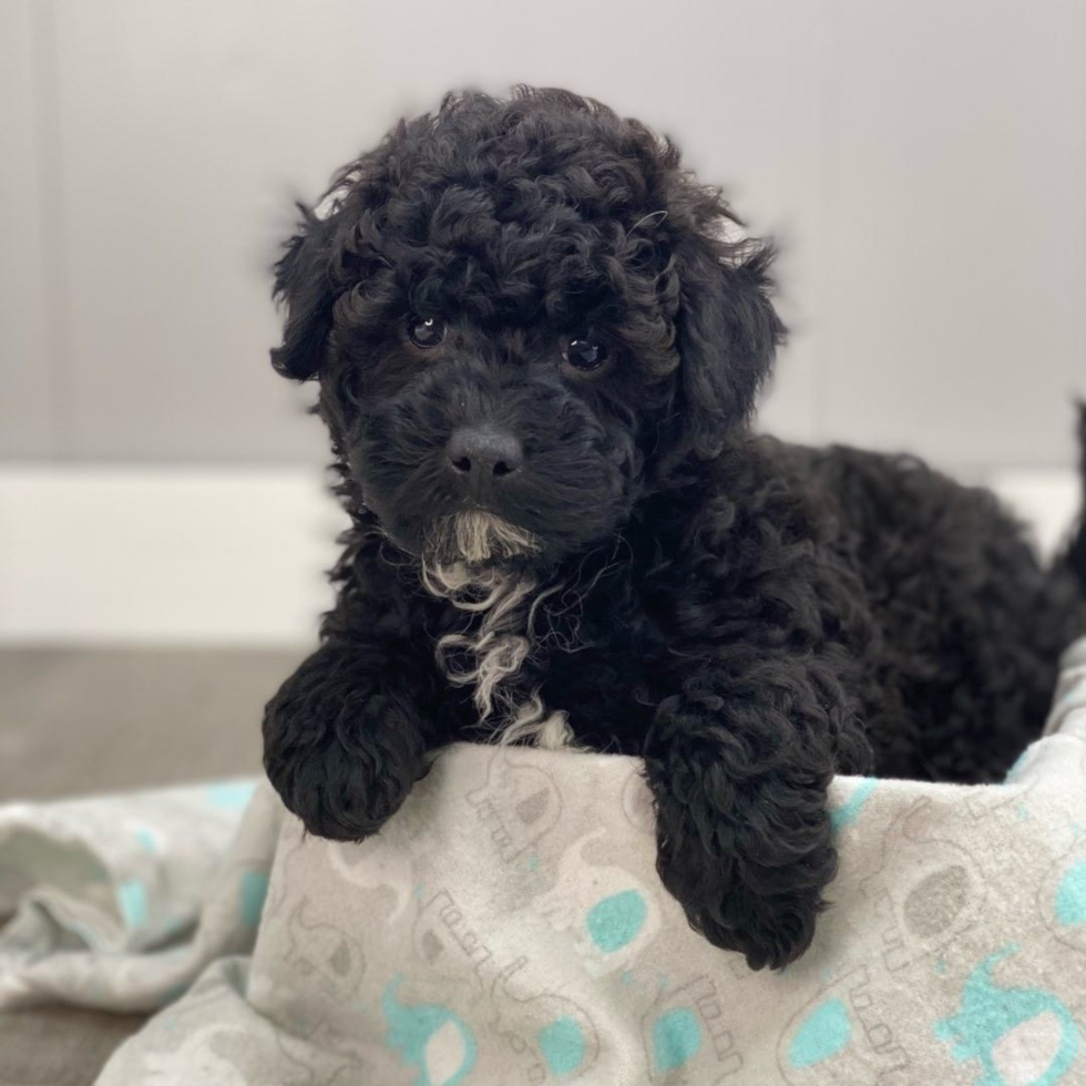 black mini goldendoodle puppy 