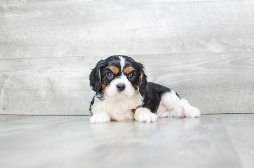 Cavalier Puppies for Sale | Premierpups.com