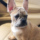 Puppy For Sale Premier Pups Puppy For Sale Premier Pups
