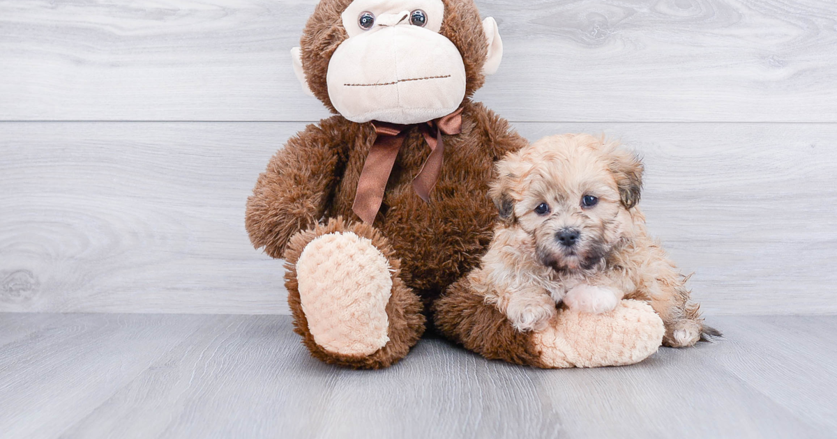 TEDDY BEAR PUPPY