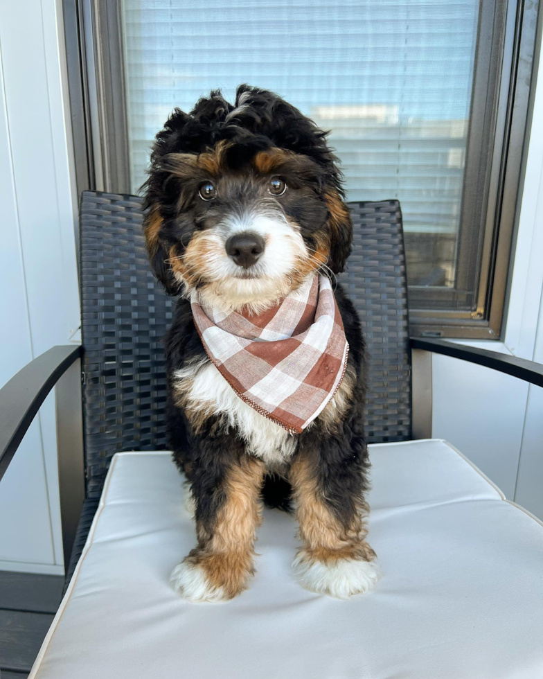 f2 mini bernedoodle dog sitting on a patio chair - f2 mini bernedoodle with wavy coat