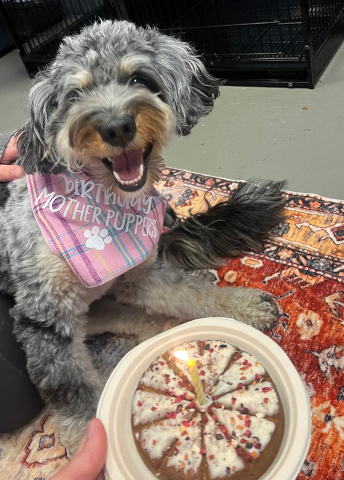 female mini bernedoodle sitting next to a cake - female mini bernedoodle temperament and personality