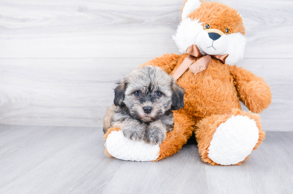 Havanese Puppies Near Me – Adorable Friends for Families