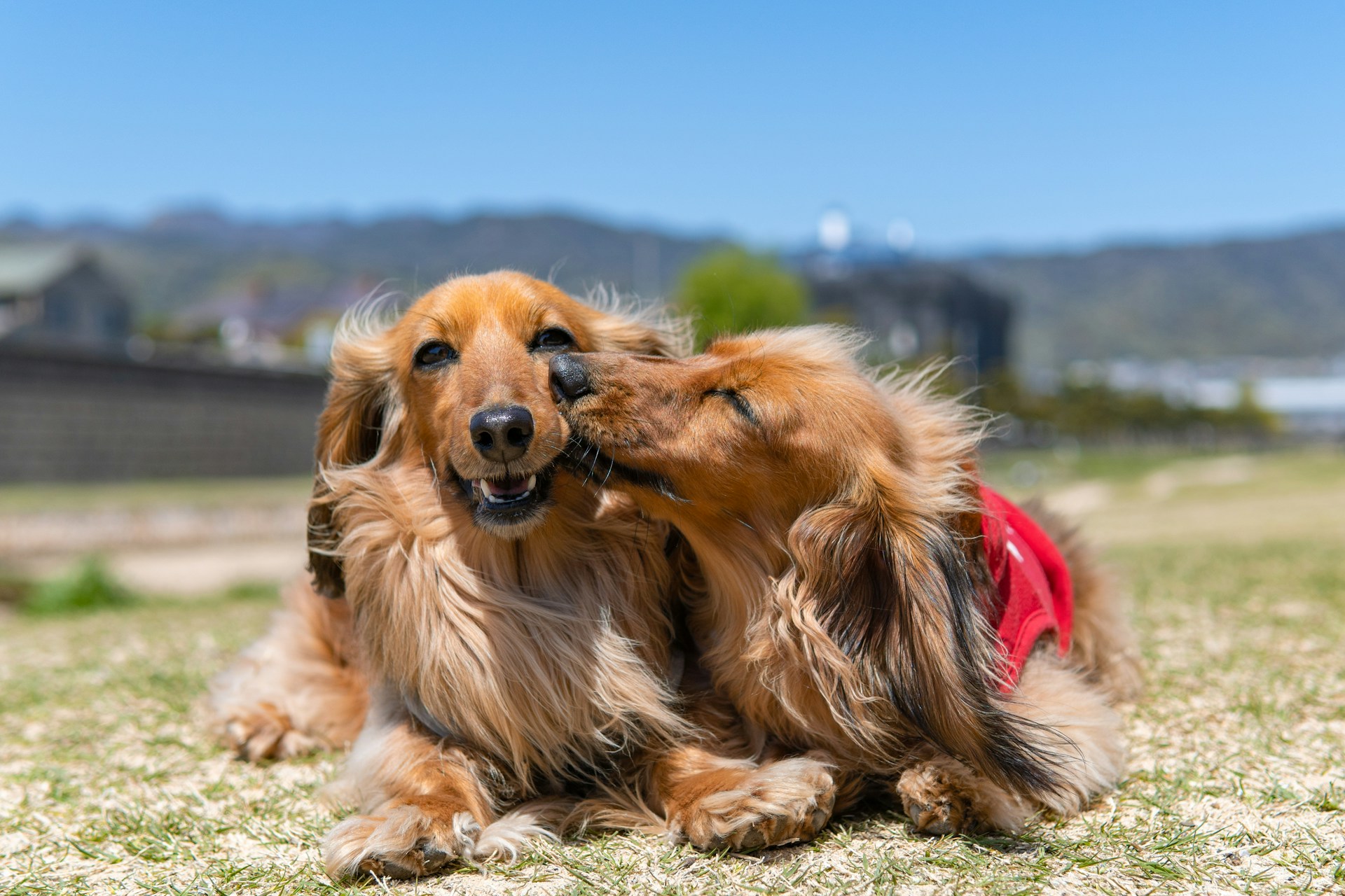 two happy dogs at the beach