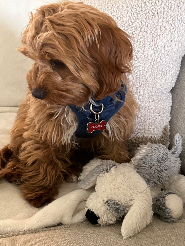 cute mini cavapoo