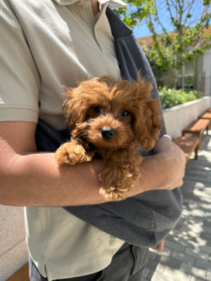 F2 Cavapoo: A Beginner’s Guide to Second Generation Cavapoos 