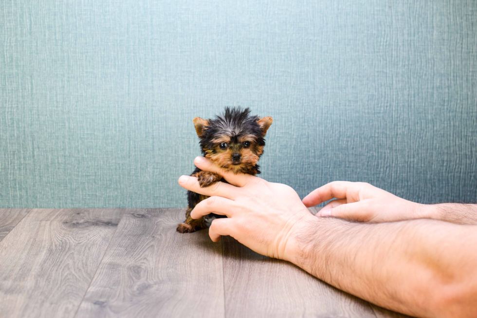 Meet Micro-Teacup Ronaldo - our Yorkshire Terrier Puppy Photo 