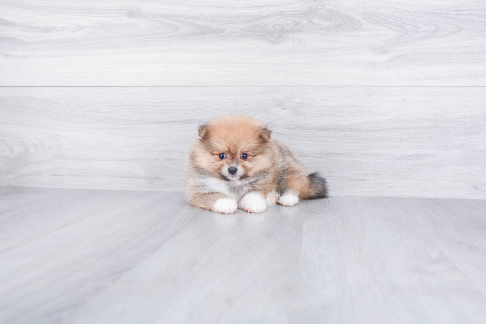 Playful Pomeranian Purebred Pup