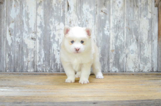 Little Mini Husky Designer Puppy