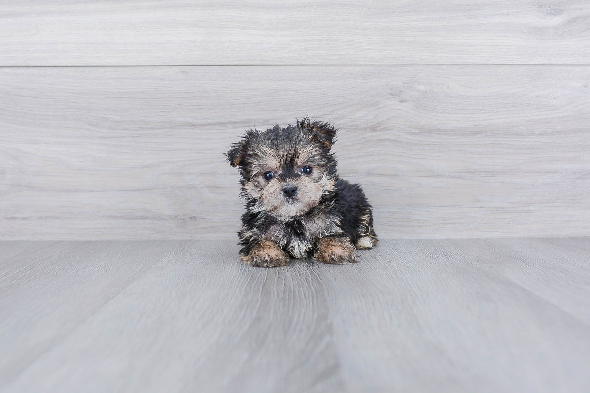 Morkie Puppies For Sale On The Spot Adoption In Ohio US Shipping   F2378bd4 310d 4a86 B6f5 1566e7d5f555 