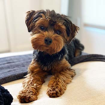 brown and white yorkie poo dog