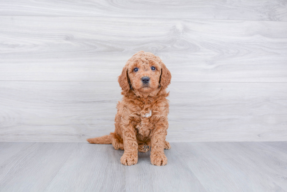 Meet Rusty - our Mini Goldendoodle Puppy Photo 3/3 - Premier Pups