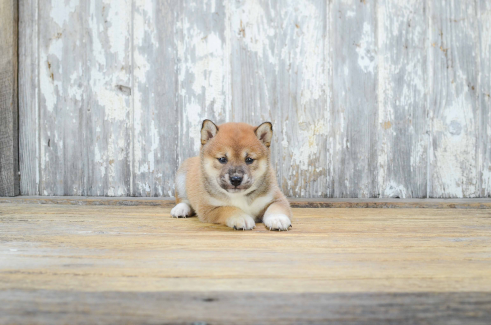 Cute Shiba Inu Mix Pup