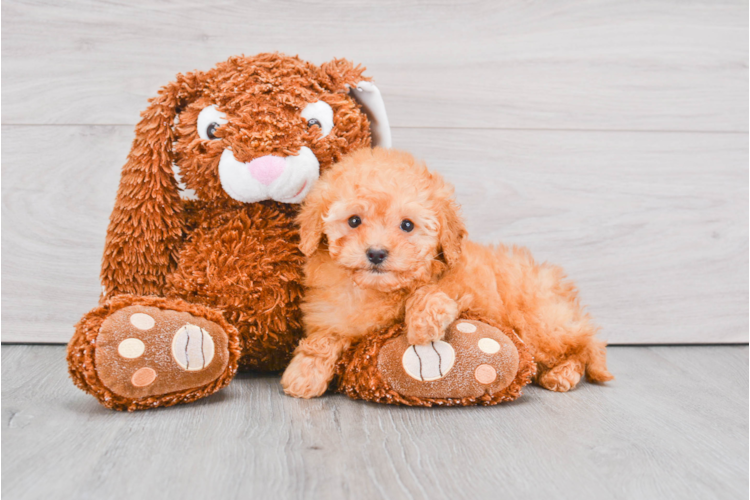 F1b Mini Goldendoodle Puppy