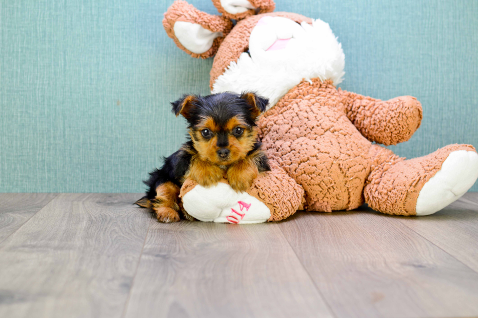 Meet Levi - our Yorkshire Terrier Puppy Photo 