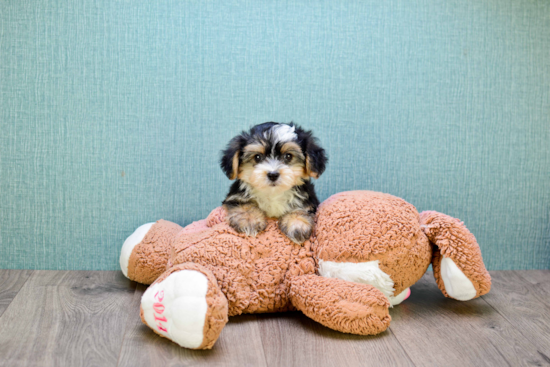 Morkie Puppy for Adoption