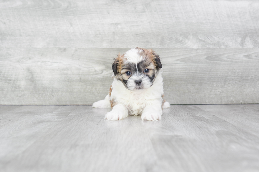 Meet Gatsby - our Teddy Bear Puppy Photo 2/4 - Premier Pups