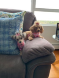 Puppy For Sale Premier Pups Smart Yorkie Designer Pup