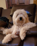 Puppy For Sale Premier Pups Smart Mini Goldendoodle Pup