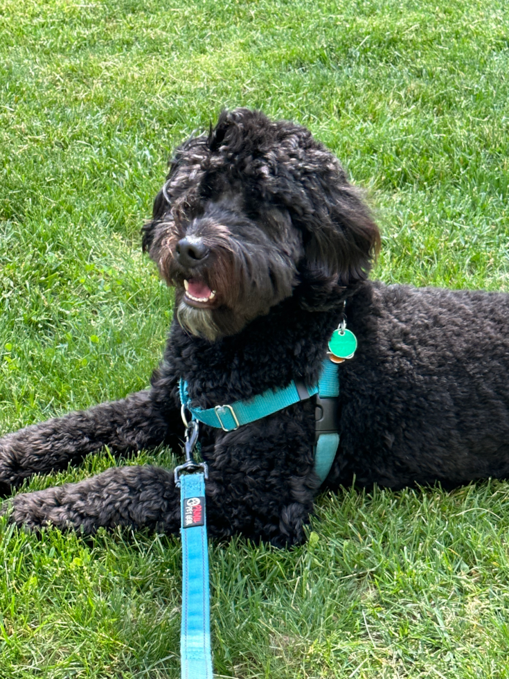black curly mini bernedoodle on a leash sitting on a lawn - how to choose a lower shedding mini bernedoodle 