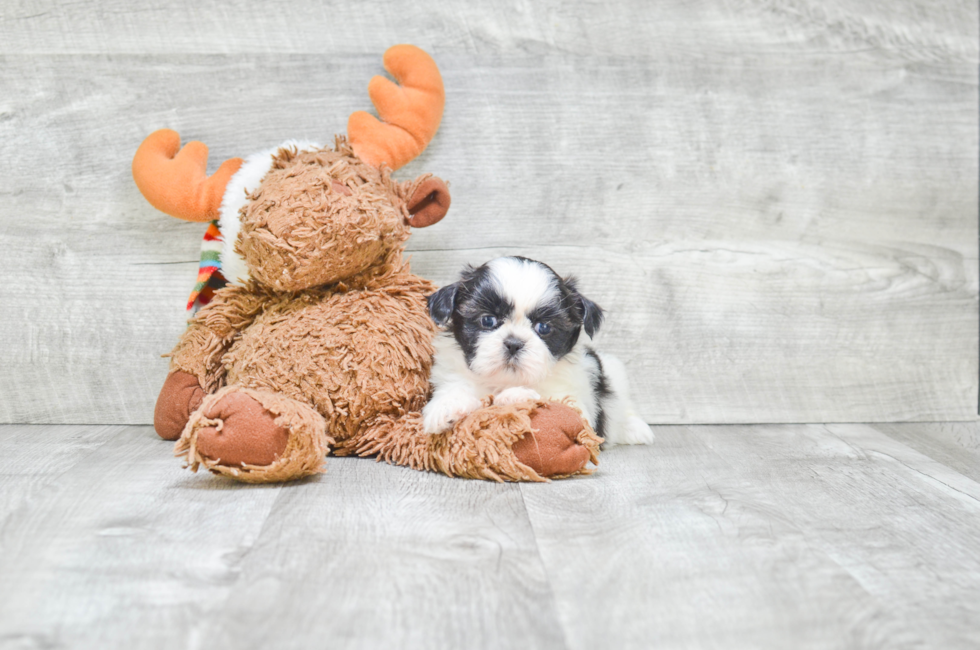 Teddy Bear Puppies for Sale – Shichon Puppies | Premierpups.com