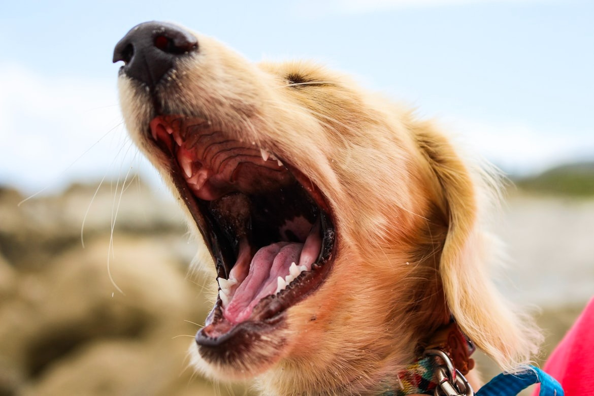brown puppy yawning