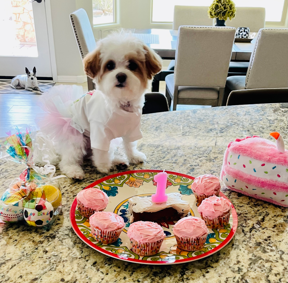 Maltipoo dog in front of homemade dog treats