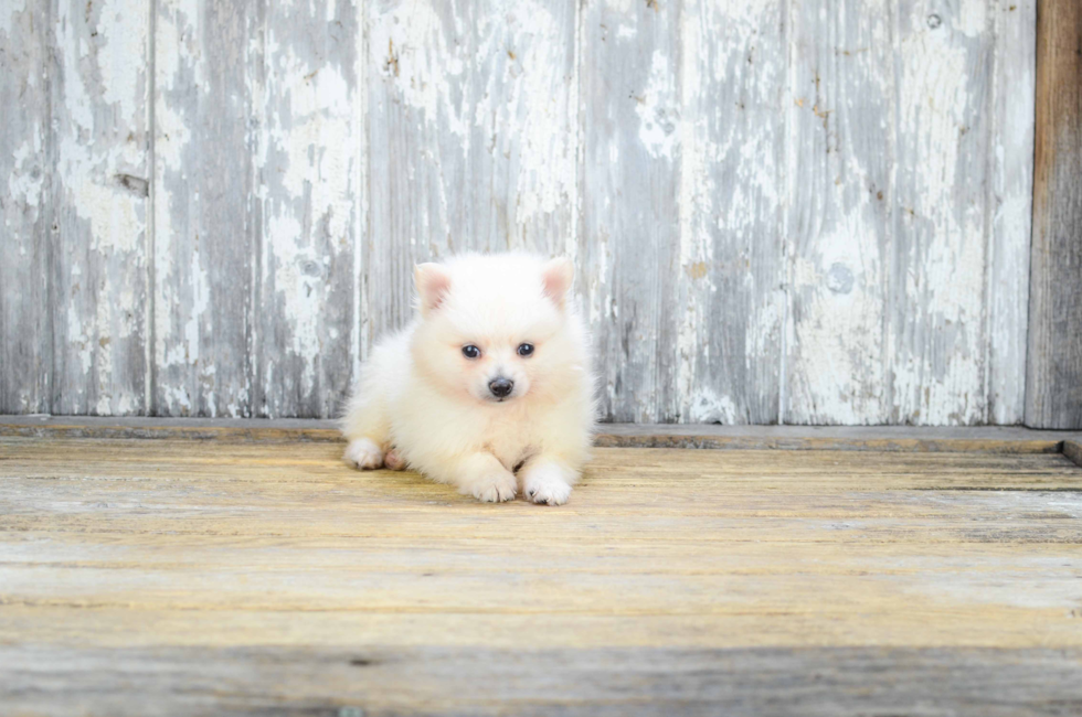 teacup pomeranian weight premier pups for sale in ohio buy or adopt a puppy breed on premier pup teacup pomeranian weight premier pups for sale in ohio buy or adopt a puppy breed on premier pup