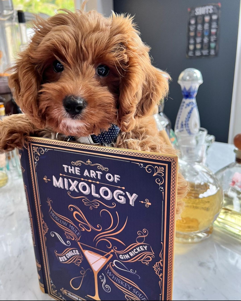 cavapoo holding a book