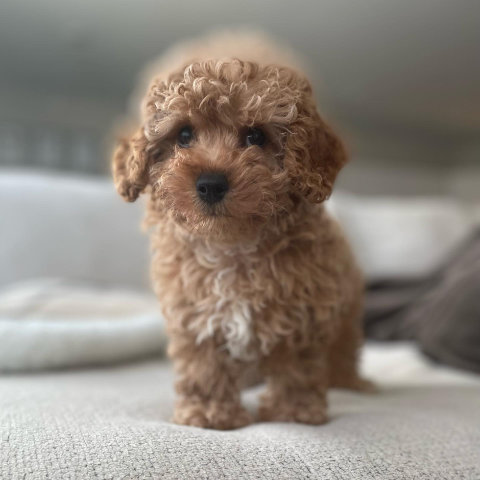 cavapoo puppy with curly hair