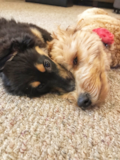 Fluffy Miniature Austrailian Shepherd Purebred Pup