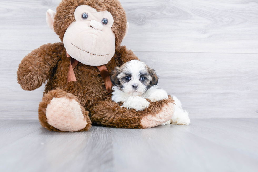 Teddy Bear Puppy for Adoption