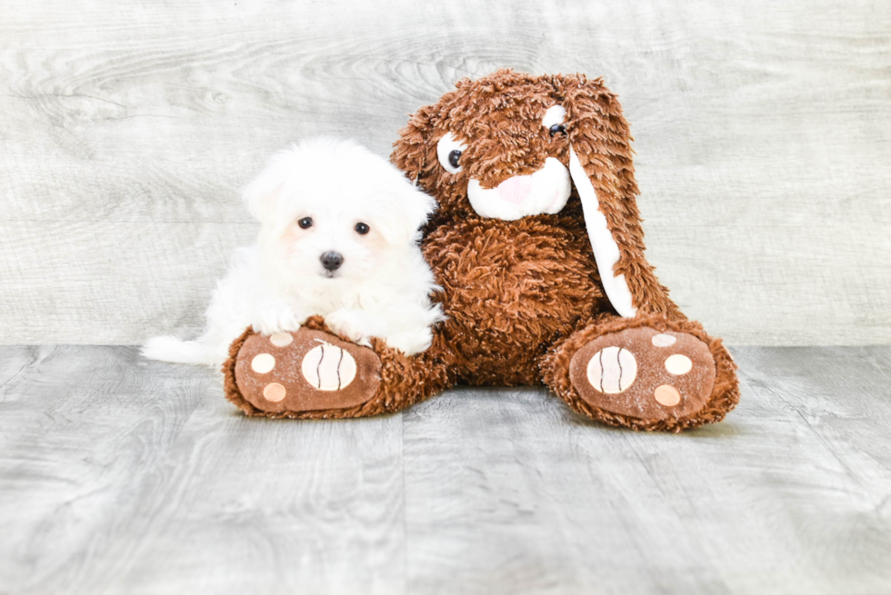 Small Maltese Max: 2lb 12oz Purebred Puppy