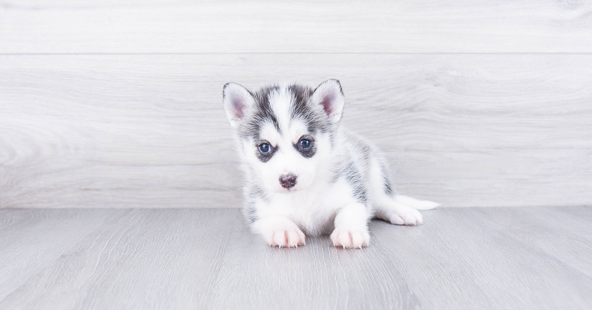 Smart Pomsky Mackenzie: 5lb 3oz Designer Puppy