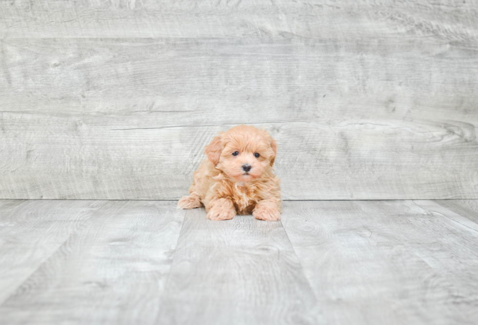 Hypoallergenic Maltese Poodle Poodle Mix Puppy
