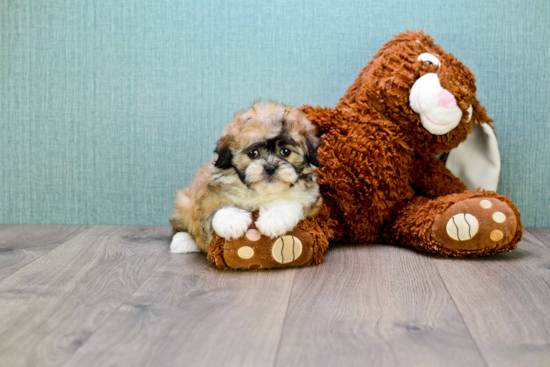 Adorable Shichon Designer Puppy