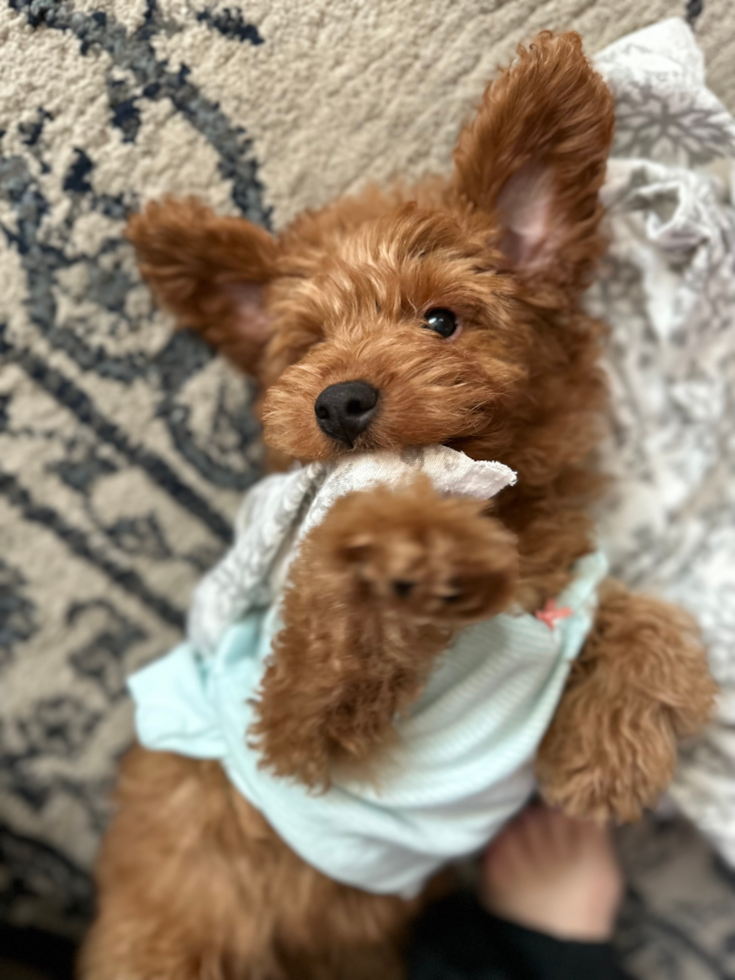 brown goldendoodle mini wearing a white t-shirt sitting on the floor