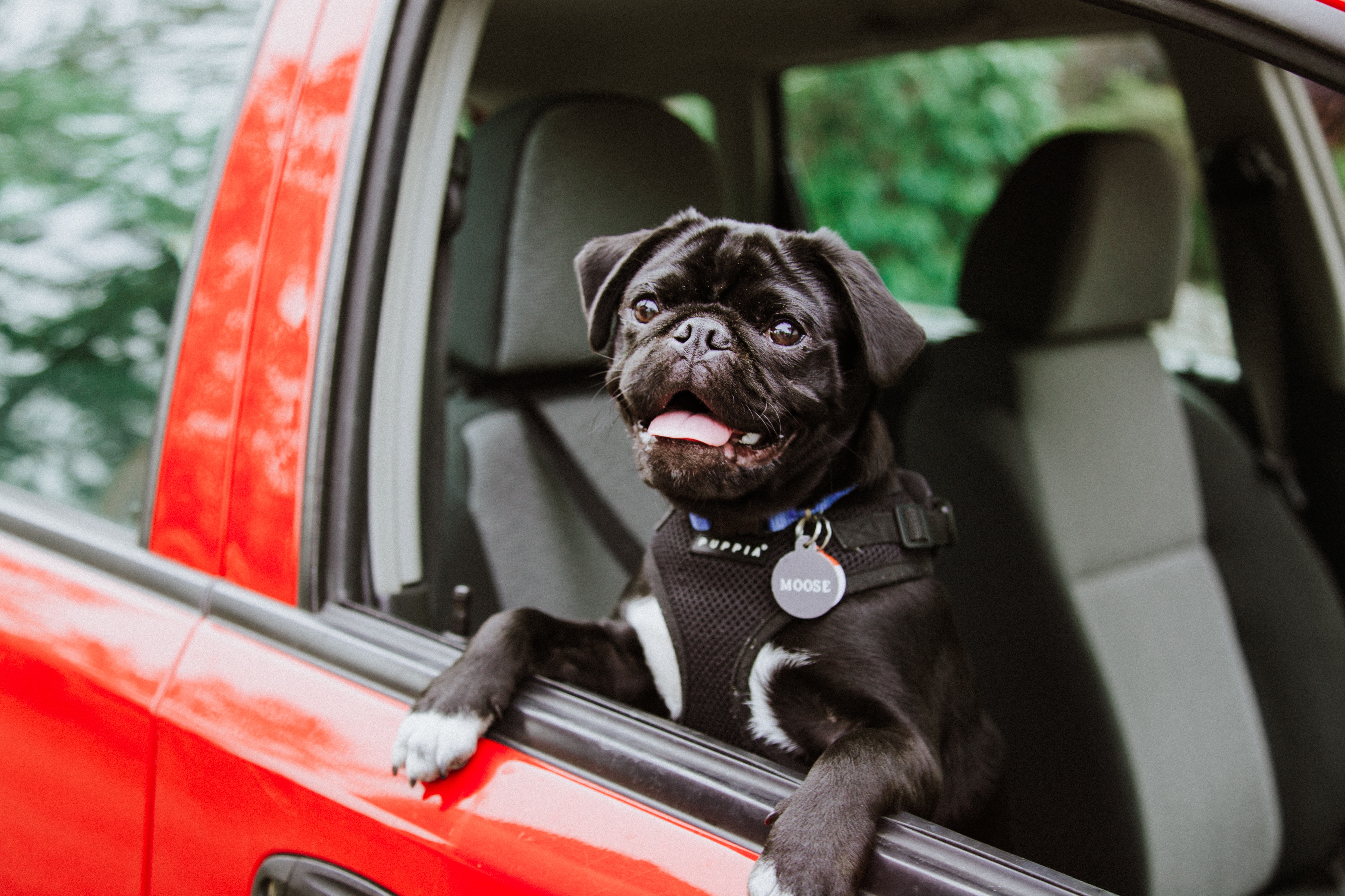 black pug looking out through an open a car window