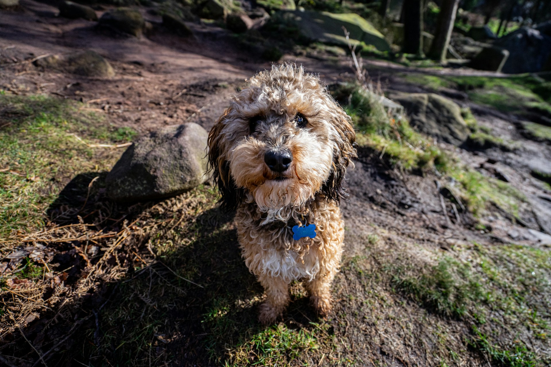 multicolor mini cockapoo sitting in a wooded area