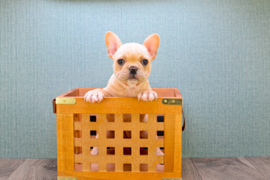 French Bulldog Puppy for Adoption