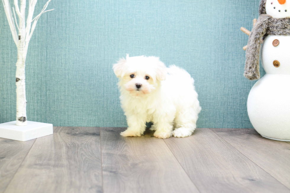 Petite Maltese Purebred Puppy