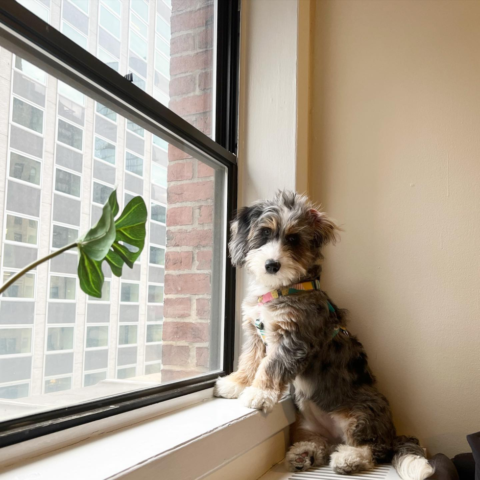 a merle mini bernedoodle sitting by a window - signs a mini bernedoodle is not excercised enough