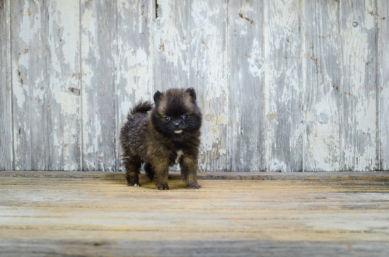 Akc Registered Pomeranian Purebred Pup