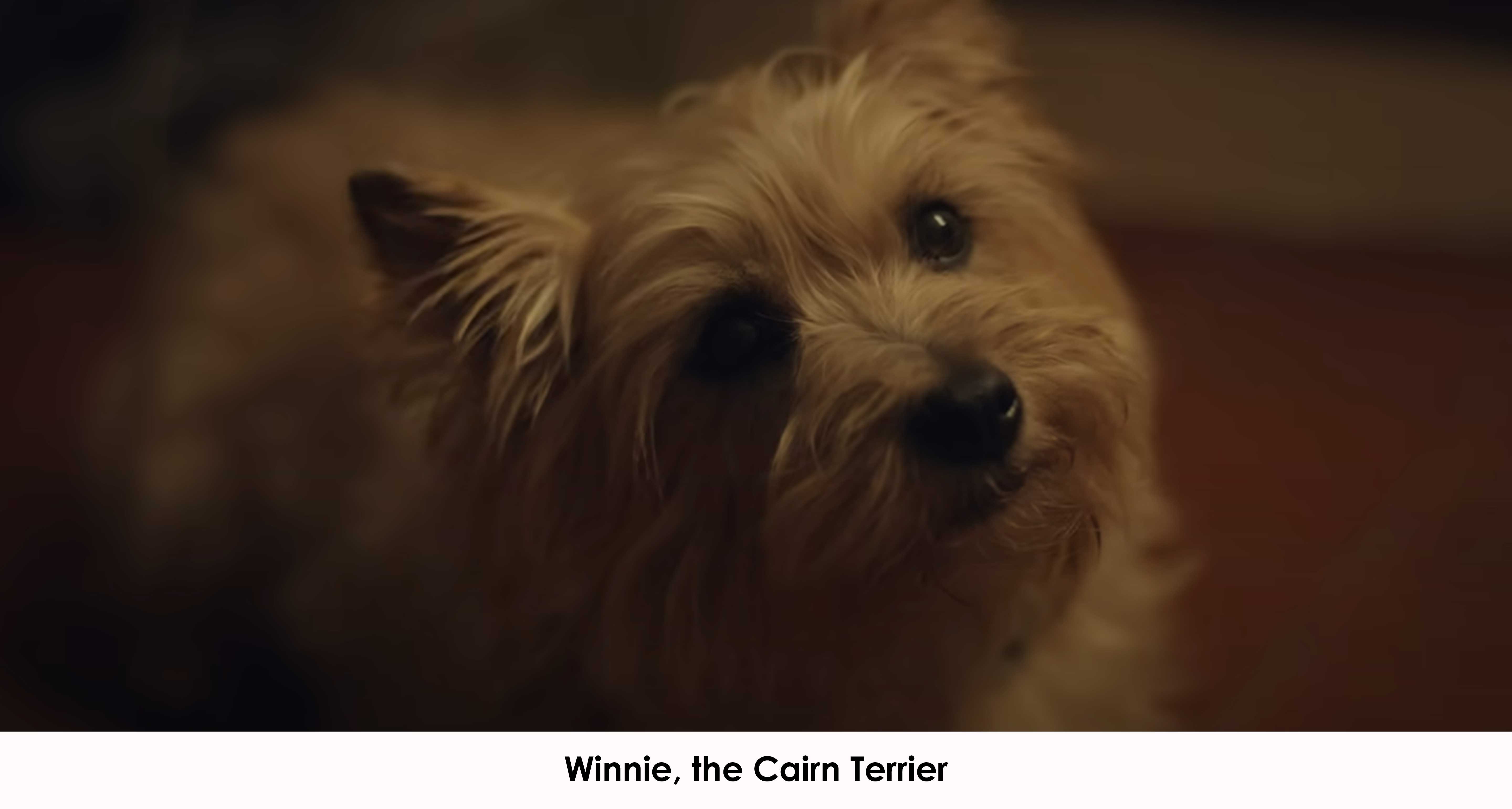 Winnie, the Cairn Terrier