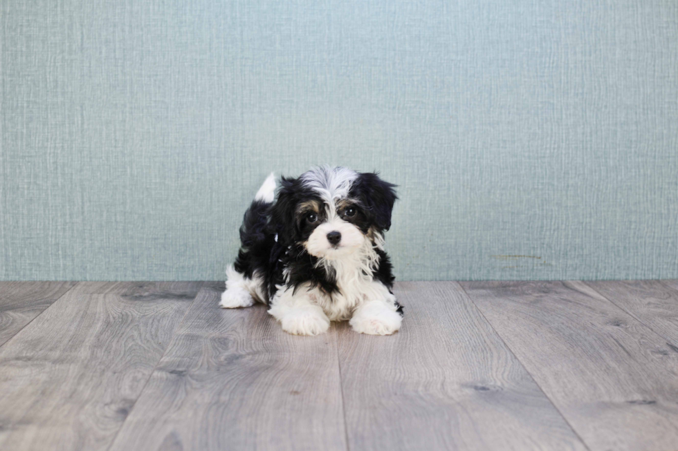Fluffy Cavachon Designer Pup
